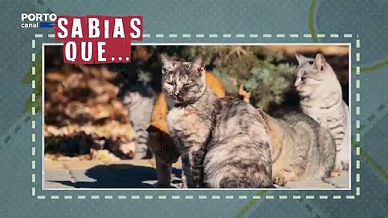 Veterinarios Todo-o -Terreno, Sabias que os gatos só miam para os humanos?