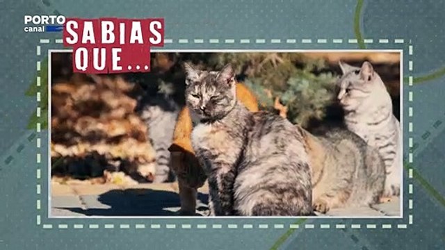Veterinarios Todo-o -Terreno, Sabias que os gatos só miam para os humanos?