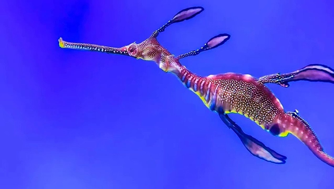 Los peces más extraños del mundo (que no podrás tener en casa)