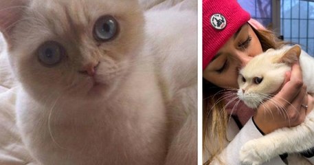 Elle retrouve son chat disparu depuis plus de huit ans car il a été... adopté par une autre famille