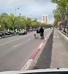 Un homme roule en chiens de traineau dans les rues de... Marseille !