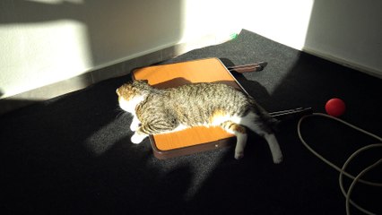 Lazy Cat Yawns