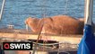 New video reveals an adventurous walrus has found a new home on his journey along the British coastline