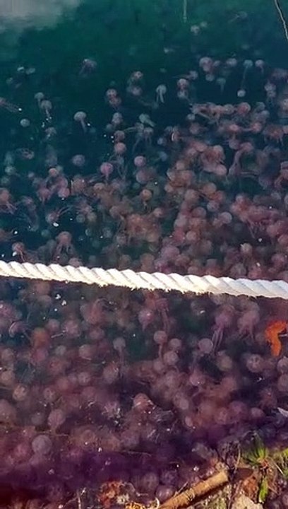 Invasion de méduses dans le port de Banyuls-sur-Mer, fin décembre 2022