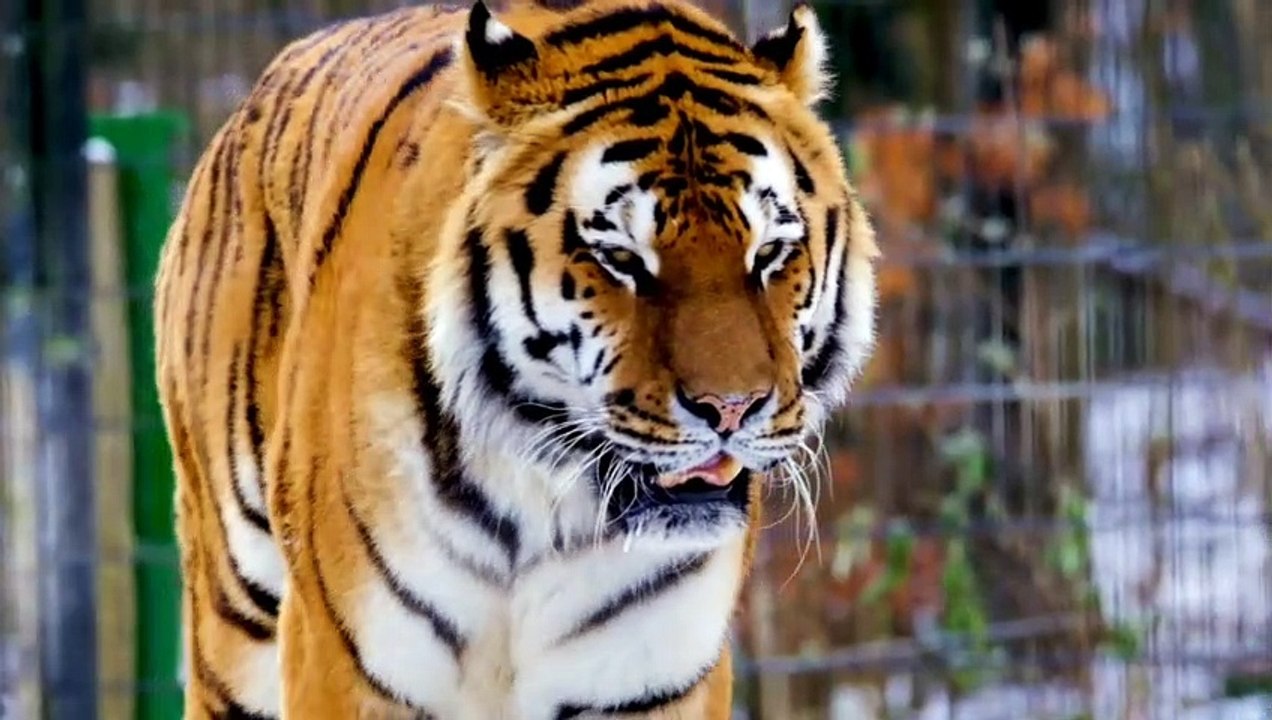 TIGER THE BOSS