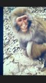 Funny Monkeys 2023- Try Not To Laugh