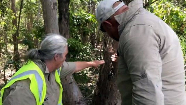 Thermal drones helping track threatened koala populations