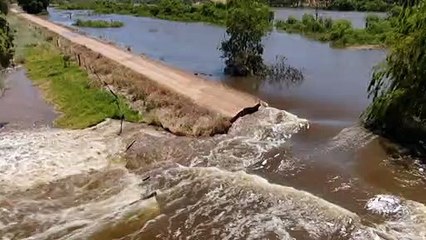 Buffalo farmer forced to relocate cattle after River Murray levee breach