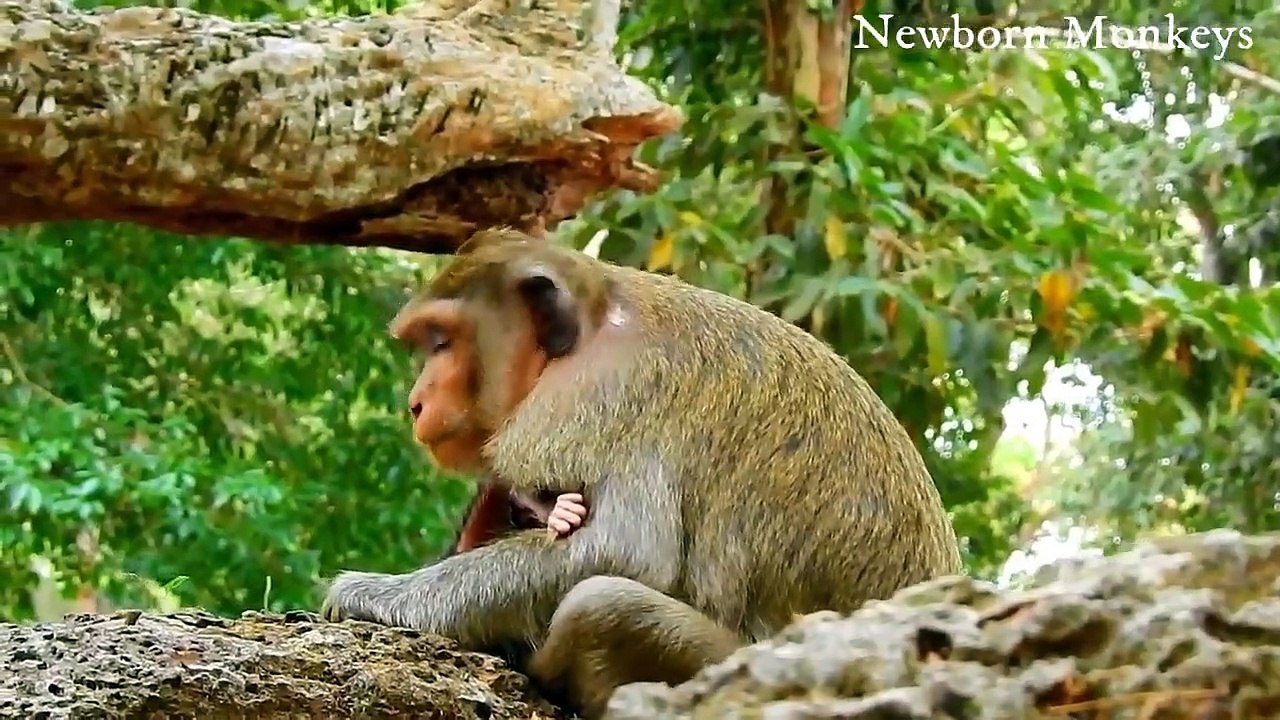 How King Eagle Attacks Baby Monkey Sit On The Tree With Mom