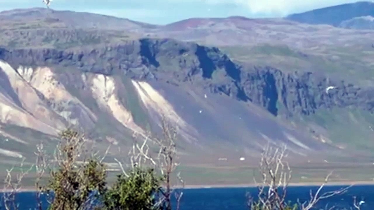 How Skua Attacks Tern - Sky Animal Attack