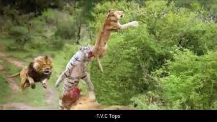 ᴴᴰ Wild Animals Fight To The Death⭐Animal attack-Best Animals Fights-Wild Animals attacks 2017 (4)
