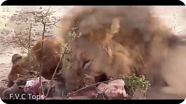 ᴴᴰ Wild Animals Fight To The Death Animal attacks 2018 Animals Fights ⭐ Animals attacks 2017 (5)