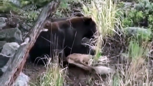 ᴴᴰ Wild Animals Fight To The Death Animal attacks 2018 Animals Fights ⭐ Animals attacks 2017 (7)