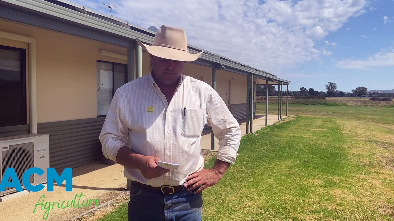 Ray White Blue Ribbon Grown and Weaner Sale | 03/01/23 | The Land