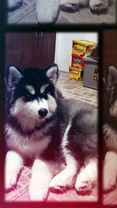 Husky "Arya"
