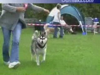 Oumiak's Blackstarr Sapphire --- German specialty 2007