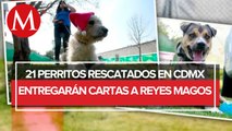 Perritos rescatados del Metro de CdMx entregarán cartas de niños a Reyes Magos