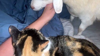 Frankee The Goat is Jealous of Buzz The Cat