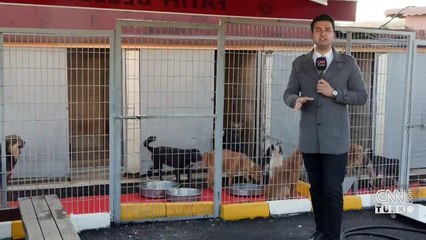 Evcil hayvanlar sokağa terk edildi