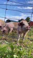 Thực tập sinh chăn heo tại Đan Mạch