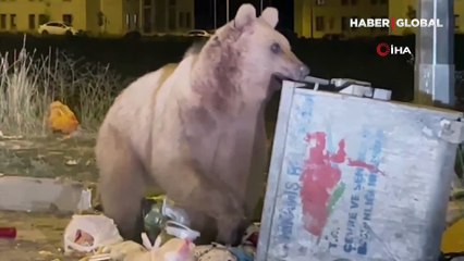 Sarıkamış'ta boz ayılar kış uykusunu unuttu