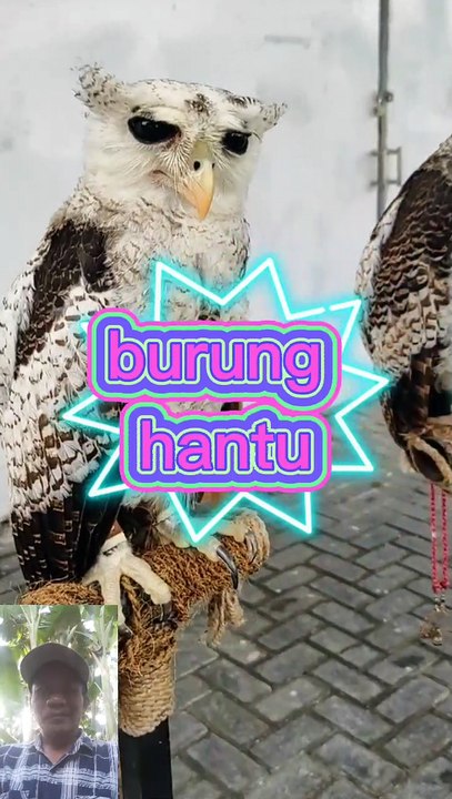 Burung hantu
