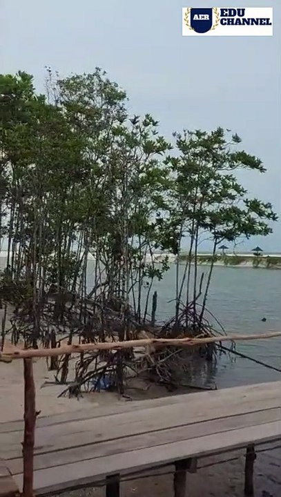 PANTAI MANGROVE