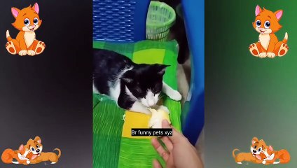 Funniest Animals 2022  Funniest Cats and Dogs  Part 03 _ Br Funny Pets Xyz