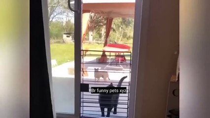 Funniest Animals 2022  Funniest Cats and Dogs  Part 02 _ Br Funny Pets Xyz