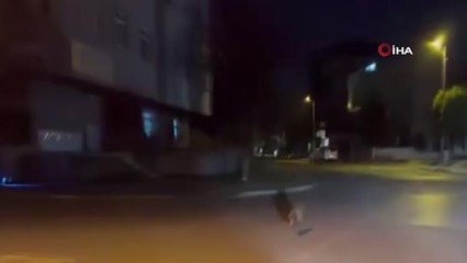 Aç kalan tilki Pendik sokaklarına indi