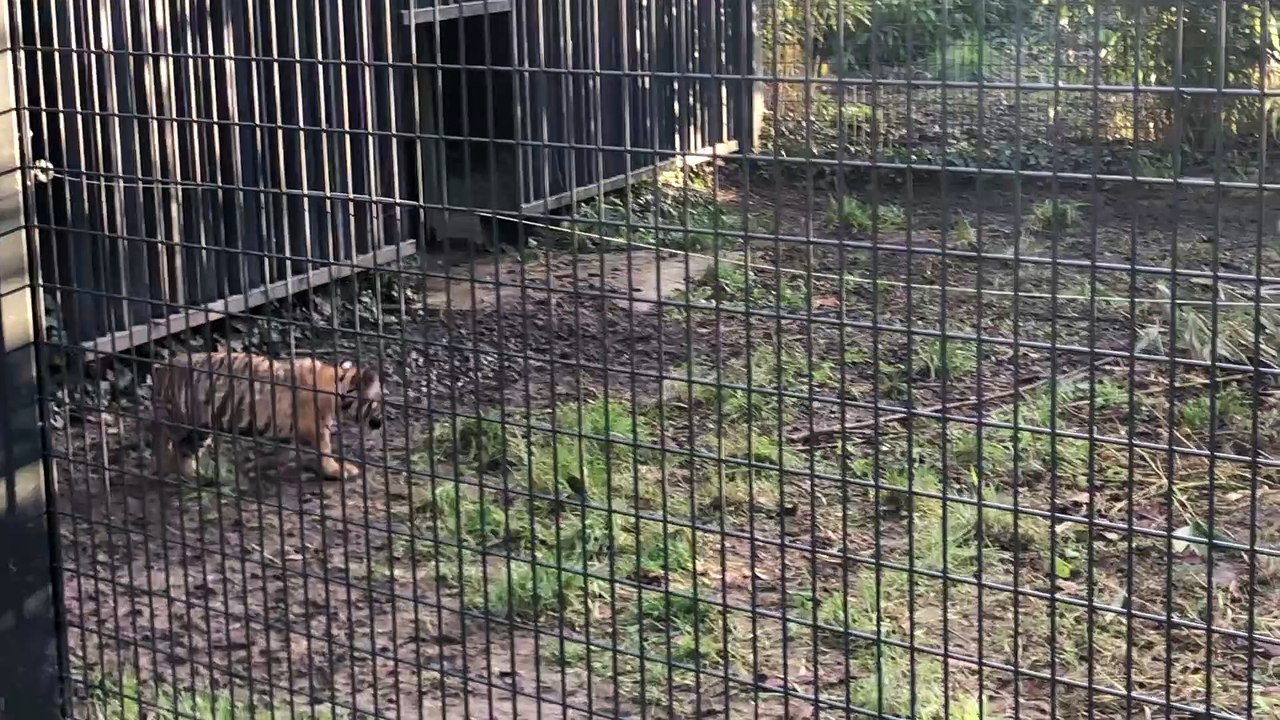 Le bébé tigre du zoo d'Amiens joue avec sa mère