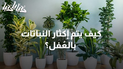 الإكثار بالعُقل ..  طريقة سريعة واقتصادية لمضاعفة النباتات