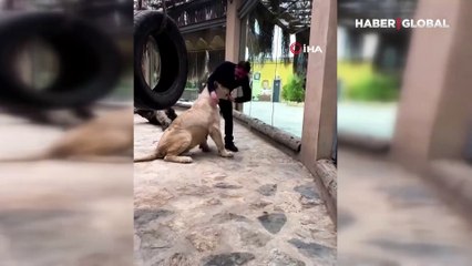 Yavruyken kendisine bakan ve büyüten veterineri unutmayan aslan viral oldu