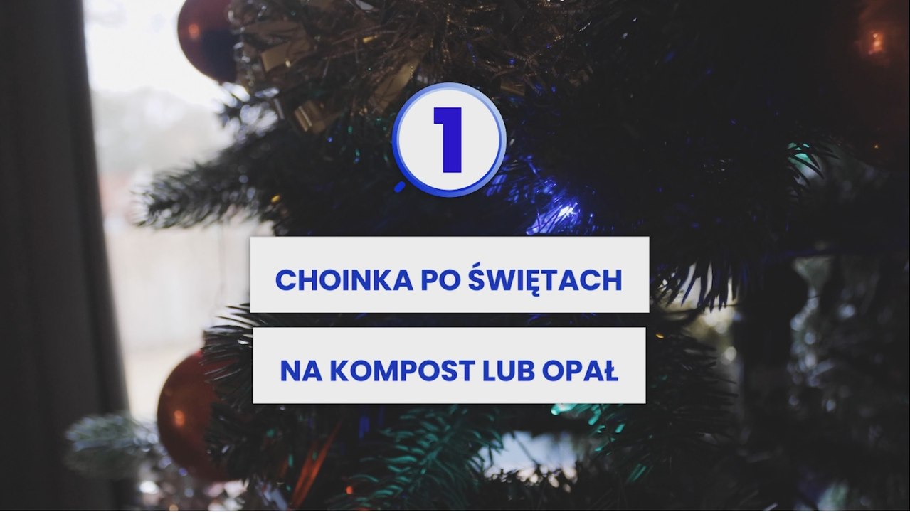 Co zrobić z żywą choinką po świętach? Zobacz 3 sposoby NA