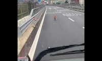 Lecco, cane corre in mezzo alla Statale 36: camionista blocca il traffico e salva Balo