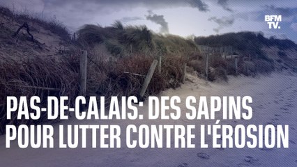 Cette commune du Pas-de-Calais utilise des sapins pour lutter contre l'érosion