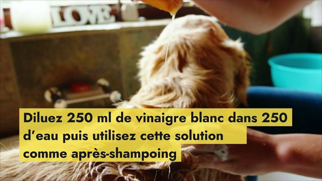 Quatre idées naturelles pour débarrasser ses animaux de compagnie des puces