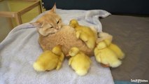 Ducklings seek and run behind kitten Loki because they think kitten Loki is their mom