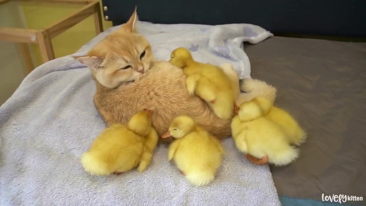 Ducklings seek and run behind kitten Loki because they think kitten Loki is their mom
