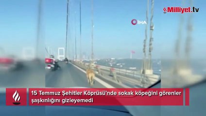 15 Temmuz Şehitler Köprüsü’nde yürüyen sokak köpeğini sürücüler kurtardı