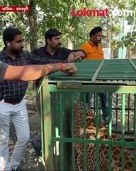 बिबट्या अचानक समोर आला