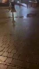 Bridlington walruses caught on camera