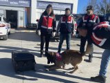 Kaçakçıların naftalinli ve parfümlü zula yöntemi 