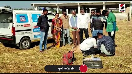 પોરબંદર નગરપાલિકા સંચાલિત ગૌશાળામાં સિંહનો હુમલો, 6 ગૌધનનું કર્યું મારણ