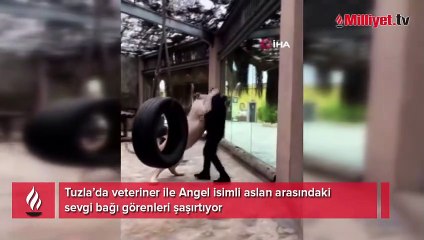 Veteriner ile Angel isimli aslan arasındaki sevgi bağı görenleri şaşırtıyor