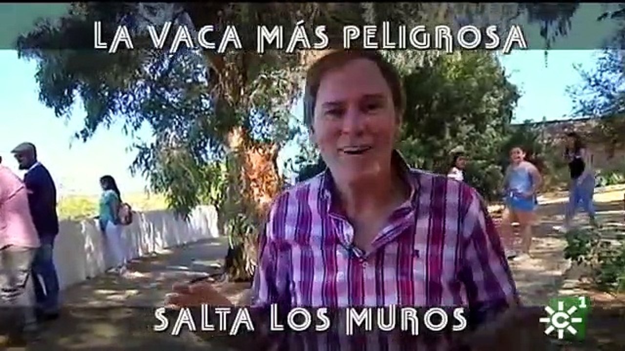 Toros de El Añadío_ vaca madre peligrosa salta los muros por su becerrito _ Toros desde Andalucía