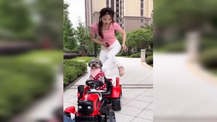 Funny Animal Videos 2023  - Best Cats And Dogs Videos  #5 Funny Animals Group