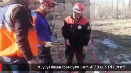 Kuyuya düşen köpek yavrularını AFAD ekipleri kurtardı