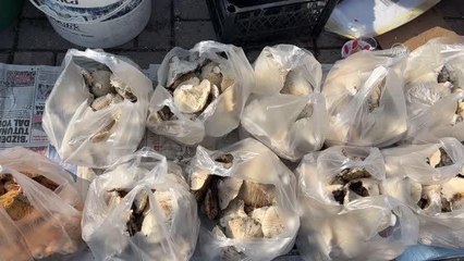 ÇANAKKALE - Çan'da ormandan toplanan mantarlar geçim kaynağı oldu