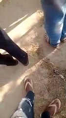 रहवासी इलाकों में बाघ का मूवमेंट, दहशत में ग्रामीण, महकमा कर रहा सर्चिंग का दांवा
